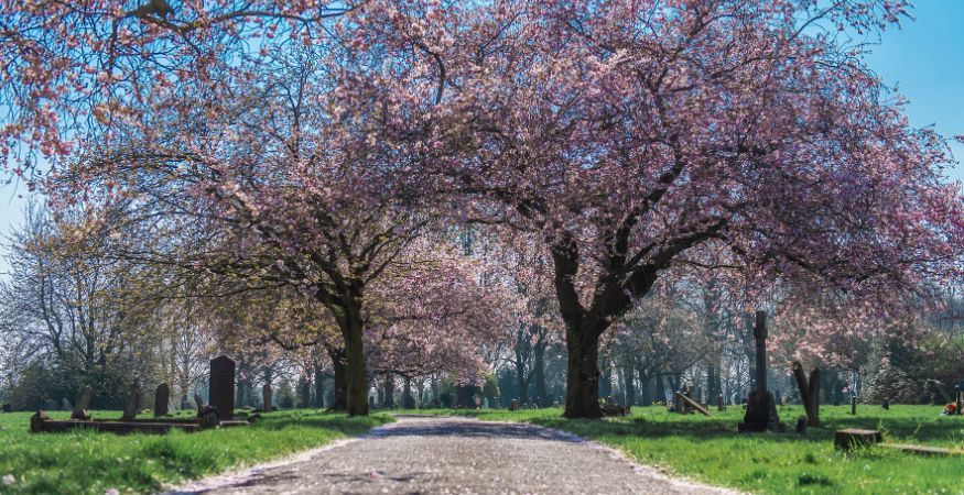 Derby Bereavement Services A PlotBox Success